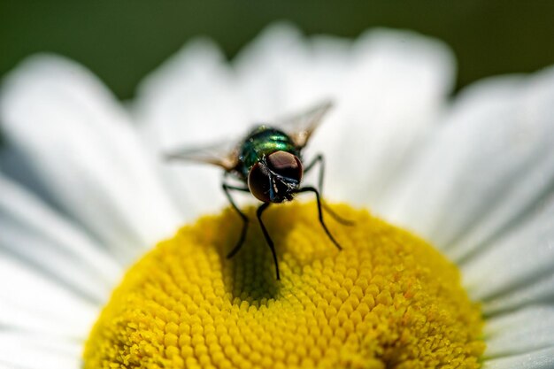 Macro profundidad de campo de tiro de la mosca donde se posan sobre la manzanilla.