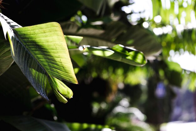 Macro de una rama verde tropical