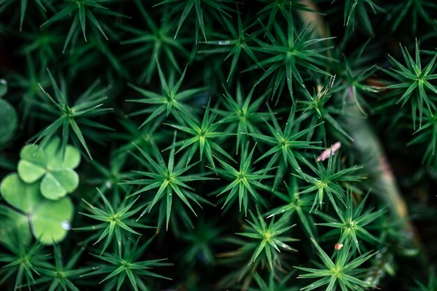 Macro tiro hierba y plantas en el bosque