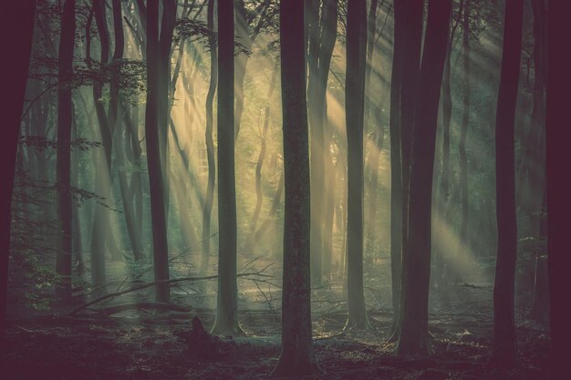 Madera mística en la mañana de niebla