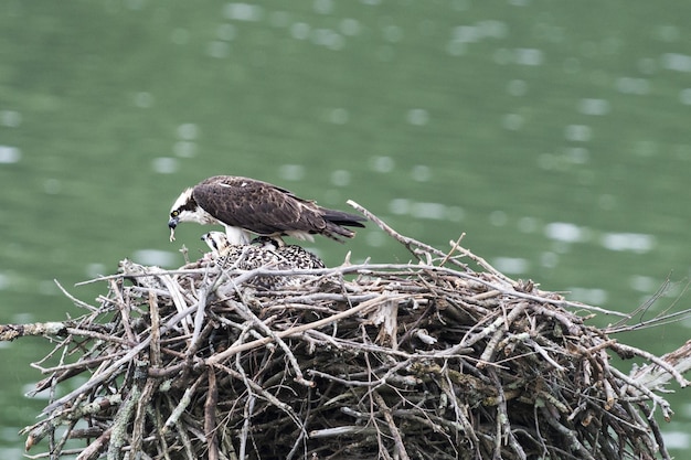 Madre águila pescadora trayendo comida a los bebés en el nido.