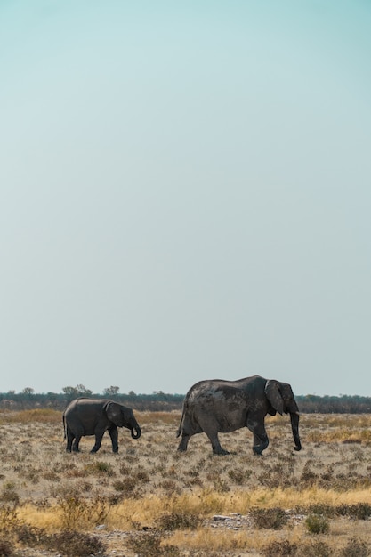 Foto gratuita madre y un bebé elefante caminando en un campo tupido