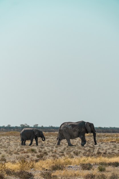 Madre y un bebé elefante caminando en un campo tupido