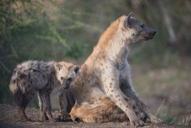 Madre hiena sentada en el suelo con sus bebés