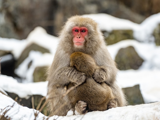 Madre macaco japonés abrazando a su bebé