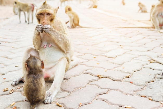 Madre mono esta comiendo nueces