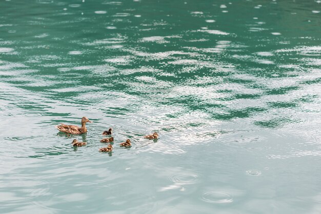Madre pato nadando con patitos en el estanque