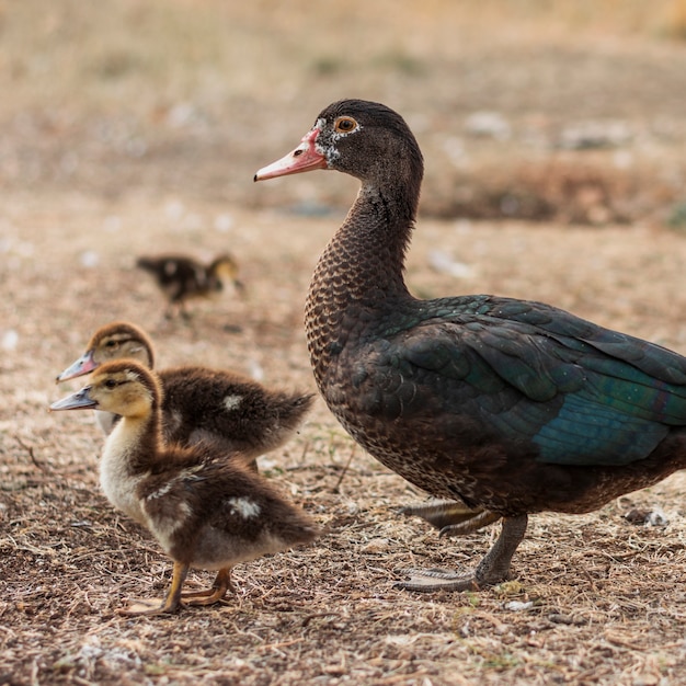 Madre pato con sus pequeños brotes