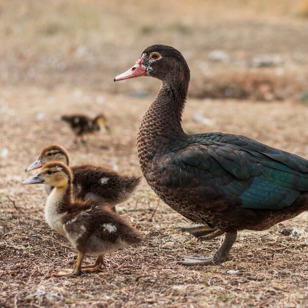 Madre pato con sus pequeños brotes