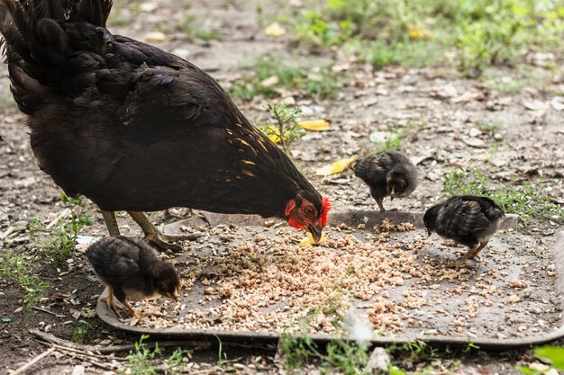 Madre de pollo con mirones comiendo