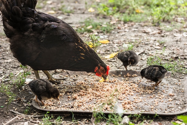 Madre de pollo con mirones comiendo