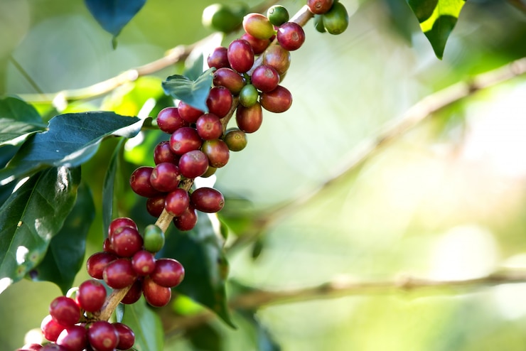 Foto gratuito maduración de la baya del grano de café en la finca de café