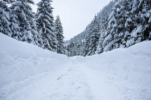 Mágico paisaje invernal de las maravillas con árboles desnudos helados y perro en la distancia