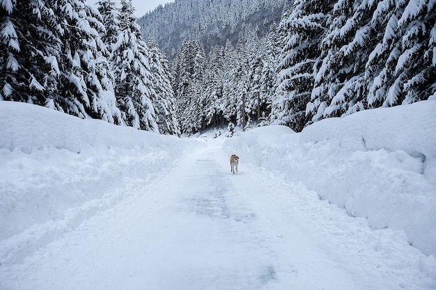 Mágico paisaje invernal de las maravillas con árboles desnudos helados y perro en la distancia