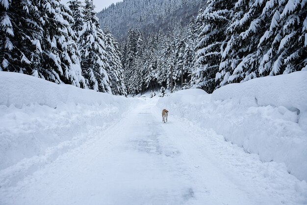 Mágico paisaje invernal de las maravillas con árboles desnudos helados y perro en la distancia