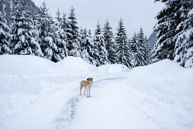 Mágico paisaje invernal de las maravillas con árboles desnudos helados y perro en la distancia