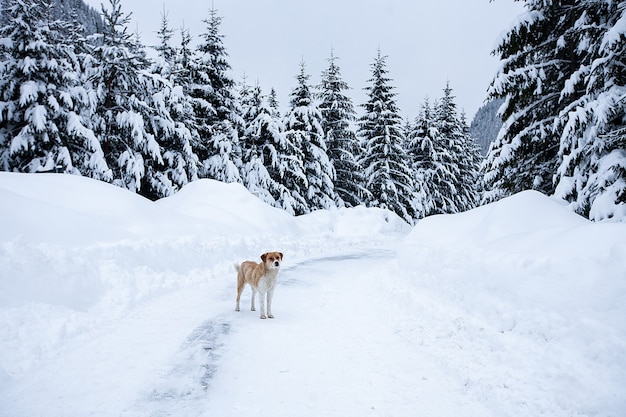 Mágico paisaje invernal de las maravillas con árboles desnudos helados y perro en la distancia