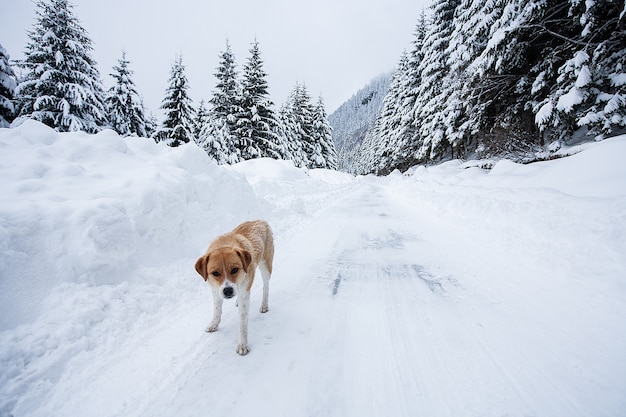Mágico paisaje invernal de las maravillas con árboles desnudos helados y perro en la distancia