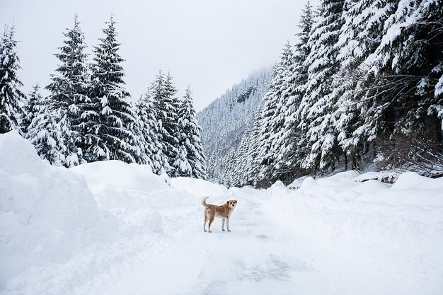 Mágico paisaje invernal de las maravillas con árboles desnudos helados y perro en la distancia