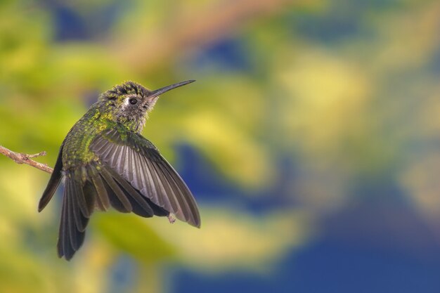 Magnífica foto de un pequeño colibrí verde batiendo sus alas con flores amarillas en el fondo