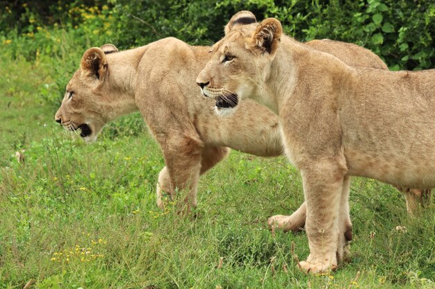 Magníficas leonas caminando sobre los campos cubiertos de hierba cerca de los arbustos