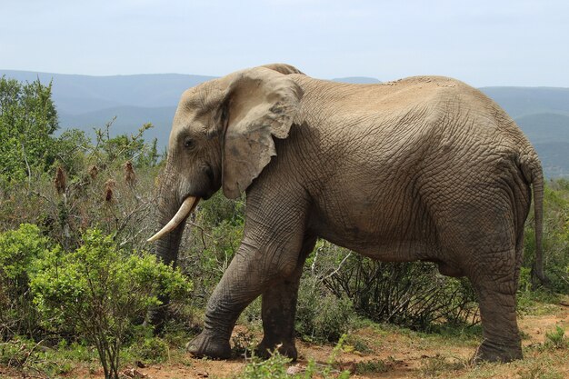 Magnífico elefante fangoso caminando cerca de los arbustos y plantas en la jungla