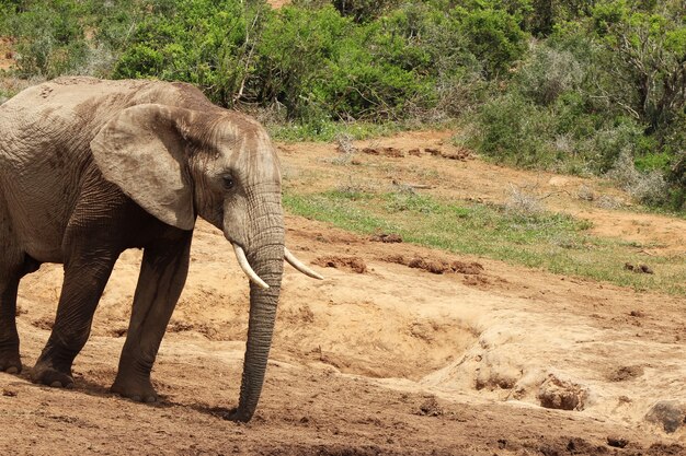 Magnífico elefante fangoso caminando cerca de los arbustos y plantas en la jungla
