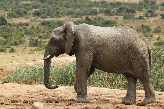 Magnífico elefante fangoso caminando cerca de los arbustos y plantas en la jungla