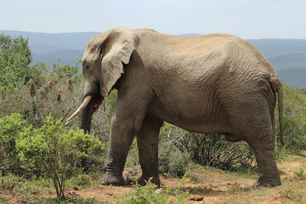 Magnífico elefante fangoso caminando cerca de los arbustos y plantas en la jungla