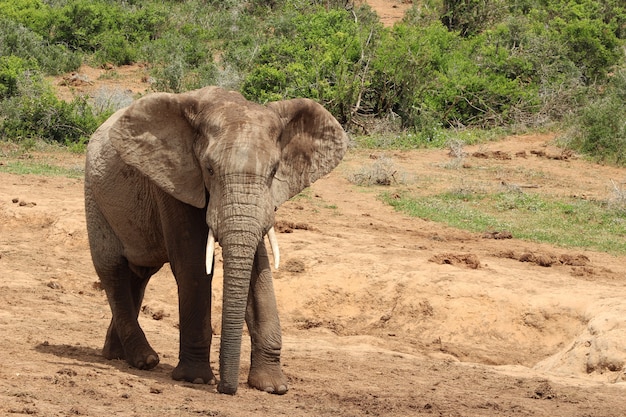 Magnífico elefante fangoso caminando cerca de los arbustos y plantas en la jungla