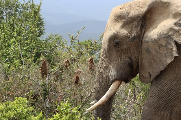 Magnífico elefante fangoso cerca de los arbustos y plantas en la jungla.