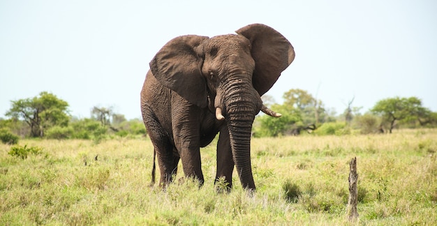 Magnífico elefante en los prados cubiertos de hierba en Sudáfrica