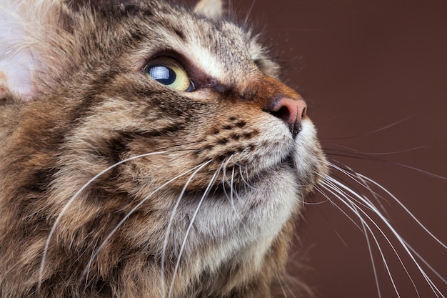 Magnífico gato maine coon mirando hacia arriba en el fondo marrón del estudio. Mascota de aspecto extremadamente lindo