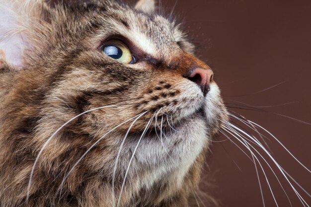 Magnífico gato maine coon mirando hacia arriba en el fondo marrón del estudio. Mascota de aspecto extremadamente lindo