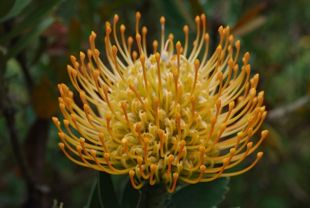 Magnífico Golden Protea Flower Blossom en un jardín tropical