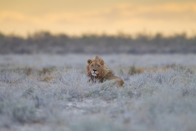 Magnífico león descansando orgullosamente entre la hierba en medio de un campo