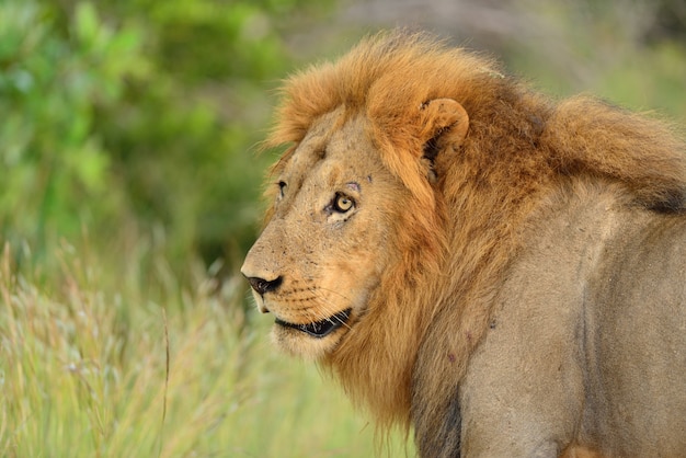 Magnífico león en medio de un campo cubierto de hierba verde