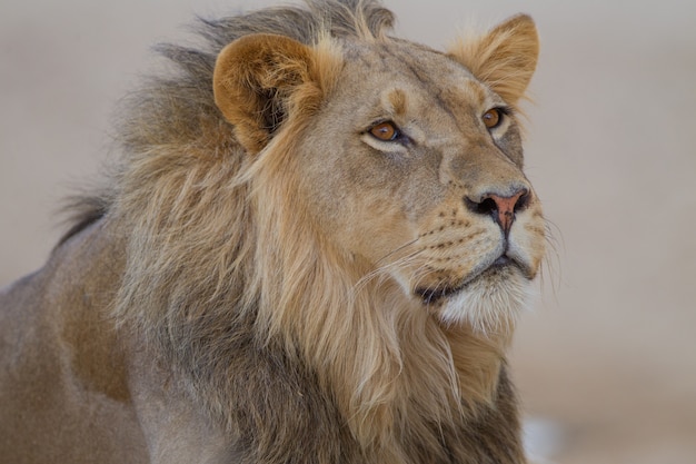 magnífico león en medio del desierto