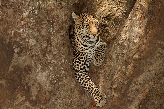 Magnífico leopardo africano acostado en la rama de un árbol en la selva africana