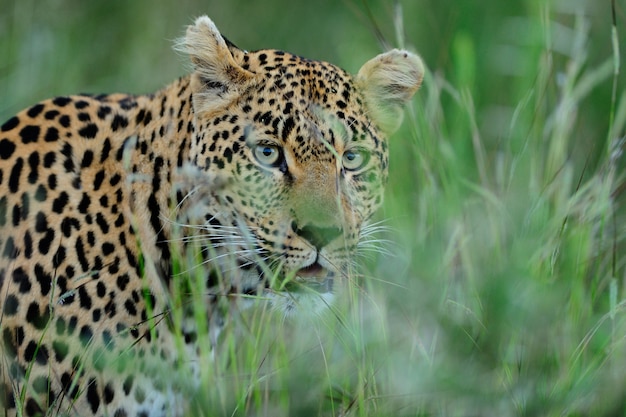 Magnífico leopardo africano escondido detrás de la alta hierba verde