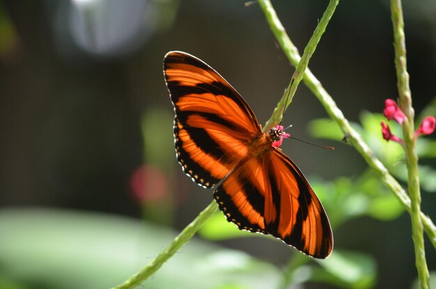 Magnífico primer plano de una mariposa tigre de roble naranja