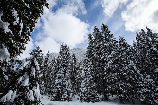 Magnífico y silencioso hermoso paisaje invernal. Hermoso bosque.