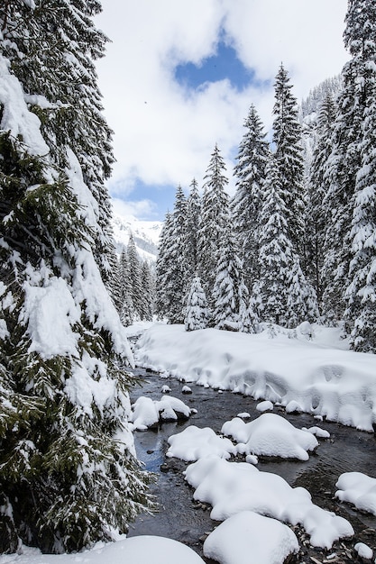 Foto gratuita magnífico y silencioso hermoso paisaje invernal. hermoso bosque.