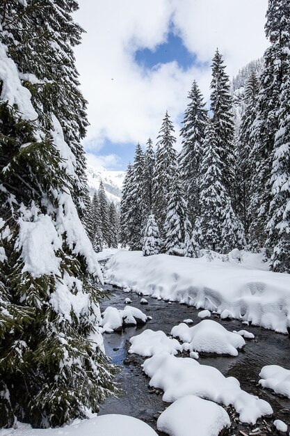 Magnífico y silencioso hermoso paisaje invernal. Hermoso bosque.