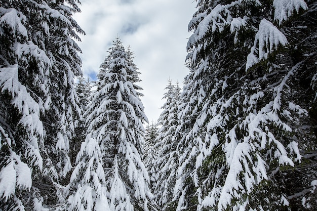 Foto gratuita magnífico y silencioso hermoso paisaje invernal. hermoso bosque.