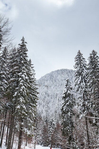 Magnífico y silencioso hermoso paisaje invernal. Hermoso bosque.