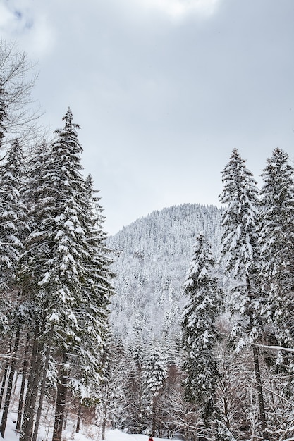 Magnífico y silencioso hermoso paisaje invernal. Hermoso bosque.