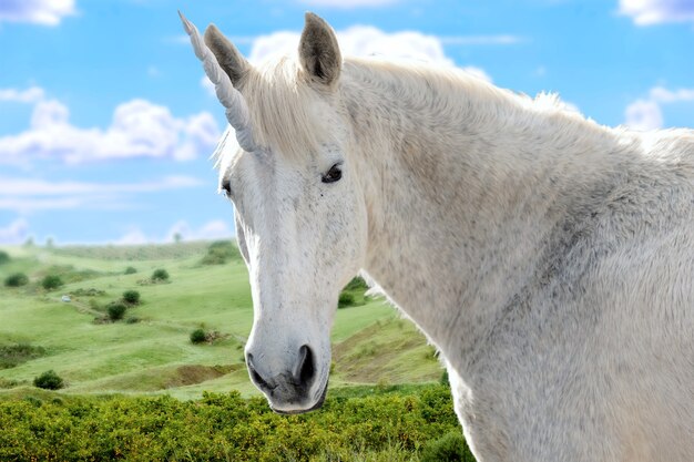 Foto gratuita magnífico unicornio en la naturaleza.