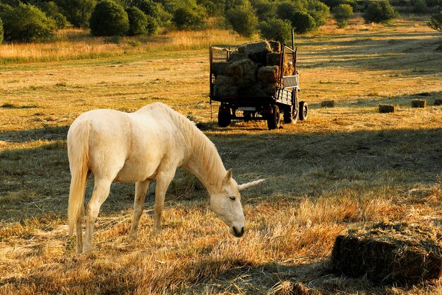 Magnífico unicornio en la naturaleza.