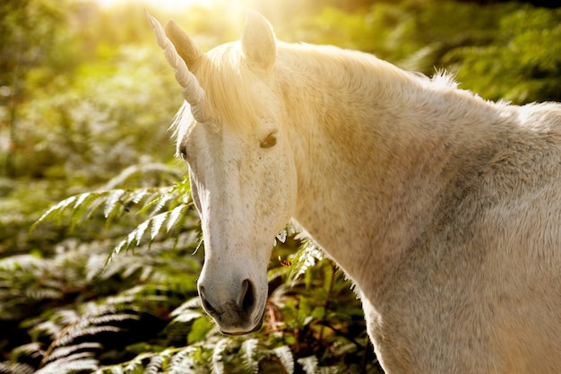 Foto gratuita magnífico unicornio en la naturaleza.